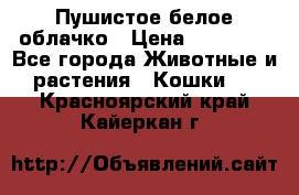 Пушистое белое облачко › Цена ­ 25 000 - Все города Животные и растения » Кошки   . Красноярский край,Кайеркан г.